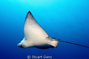 Spotted Eagle ray swimming past me. by Stuart Ganz 